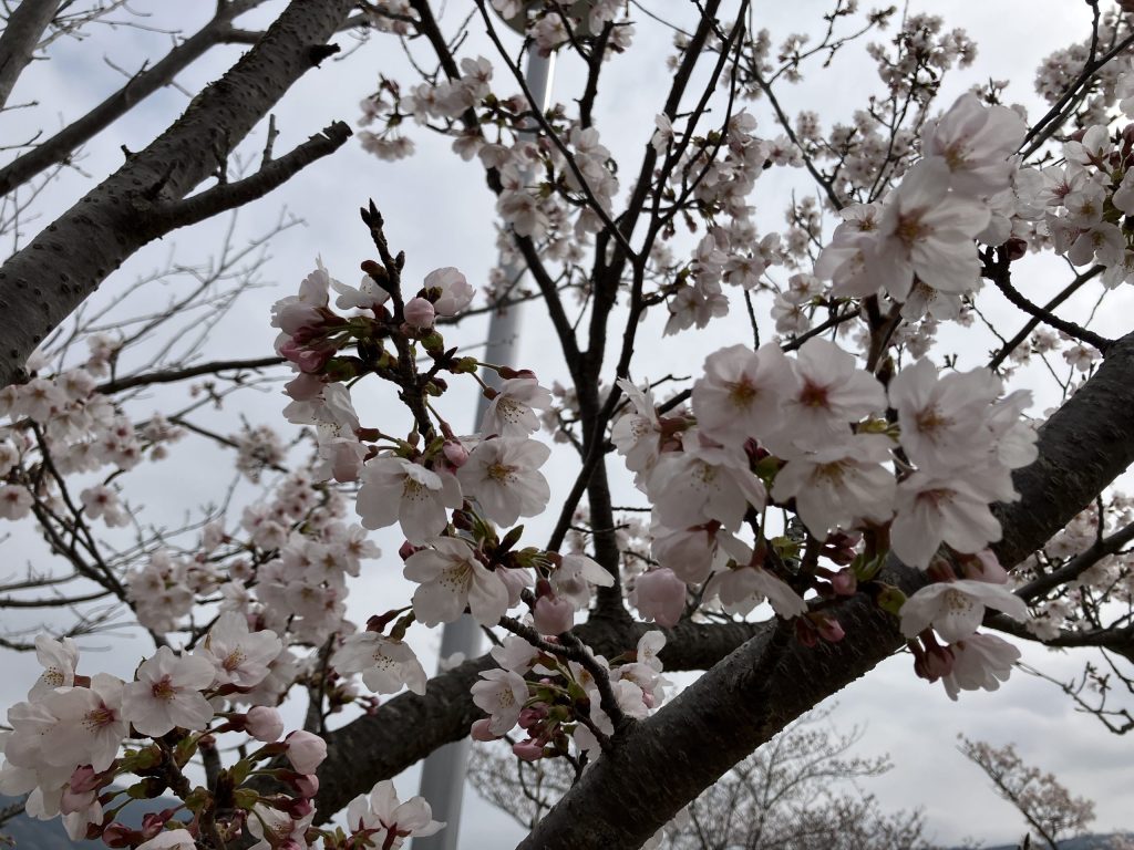 桜の木
