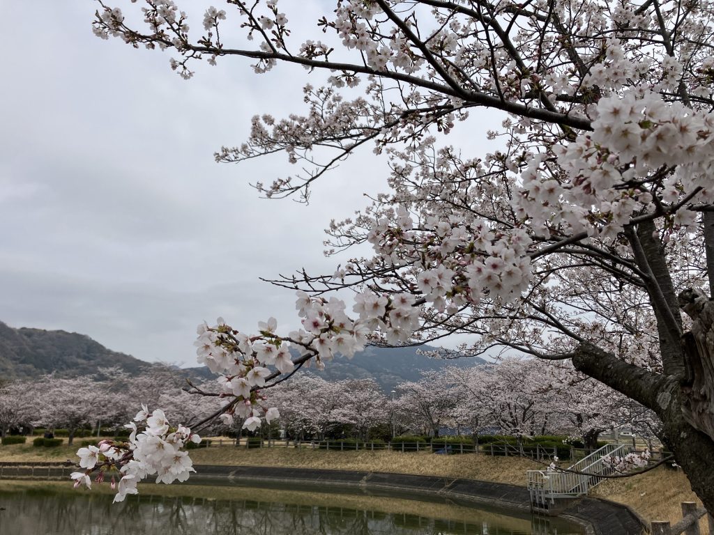 池と桜の木