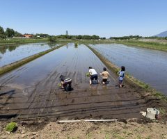 #04　2026年　田植え