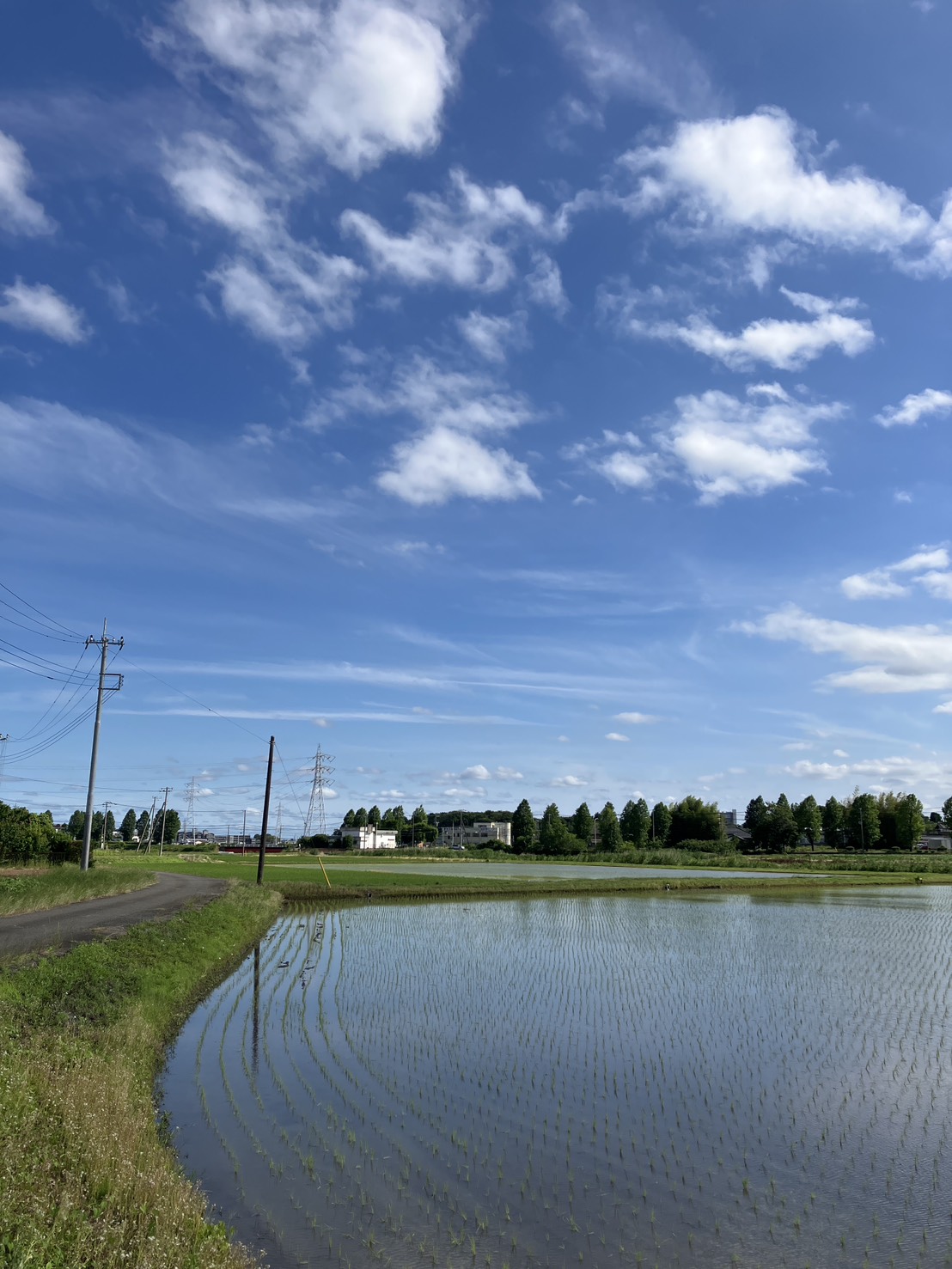 空と田んぼの写真